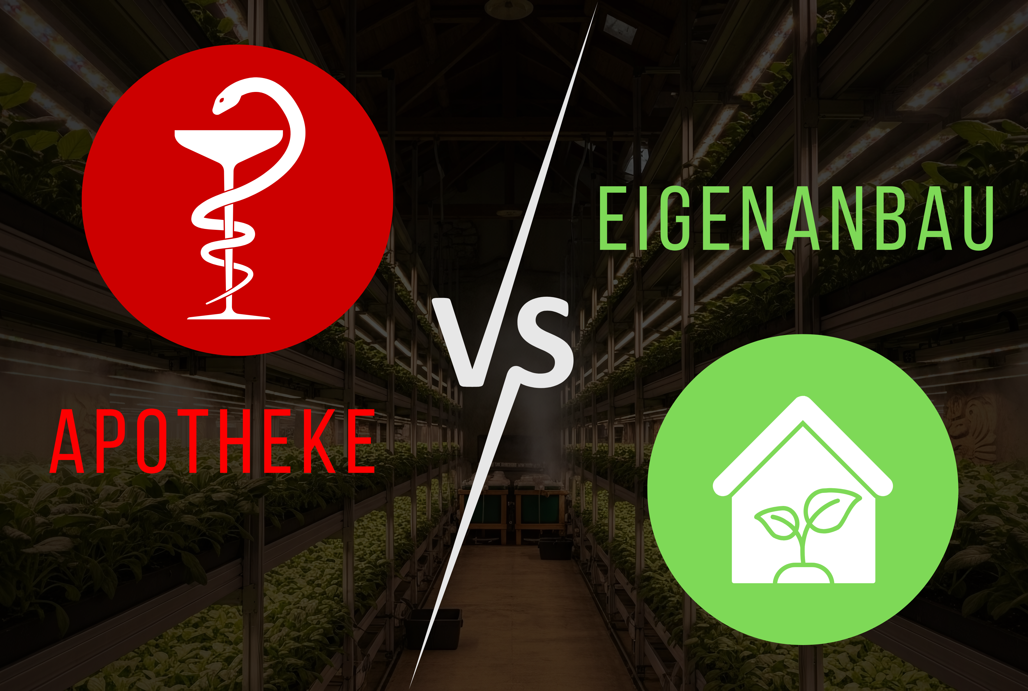 Homegrow vs. Apotheke - welche Vorteile dein eigener Grow bietet?