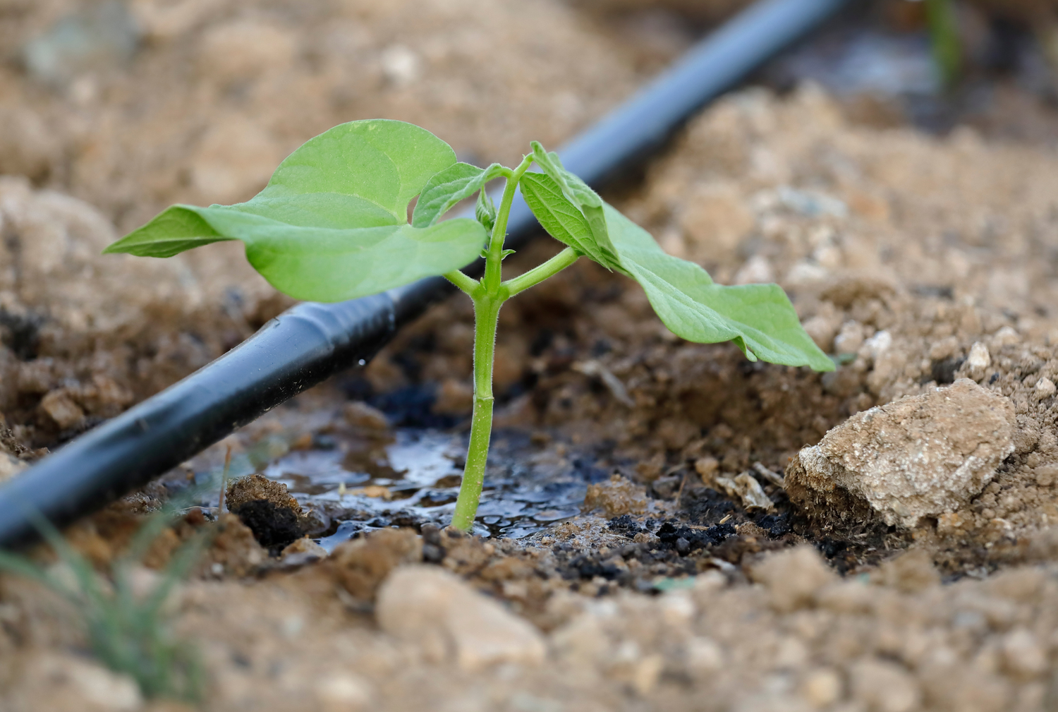 Wasser & Bewässerung im Growzelt: Fehler vermeiden