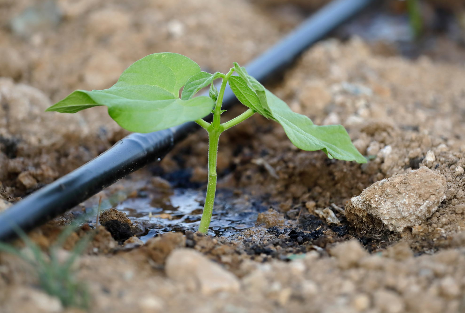 Wasser & Bewässerung im Growzelt: Fehler vermeiden